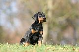 DOBERMANN 364